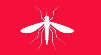 Dengue: Four hospitalised in 24 hours