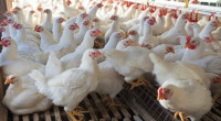 Broiler chicken price to be reduced by Tk 40 during Ramadan