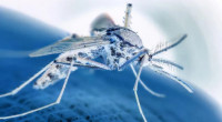 96 more get hospitalised with dengue in 24 hours