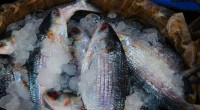 Bangladesh permits export of 3,950MT Hilsa to India