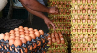 Govt now allows six companies to import eggs