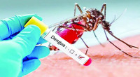 Dengue: One death, 16 hospitalised in 24 hours