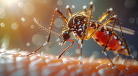 Dengue: Two more die, 22 hospitalized