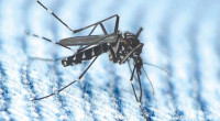 Dengue claims 1 more life, 169 hospitalized in 24hrs