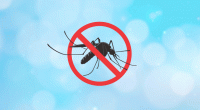 Dengue: 202 new cases reported in 24hrs