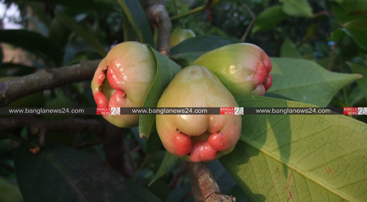 ছবি: বাংলানিউজটোেয়েন্টিফোর.কম