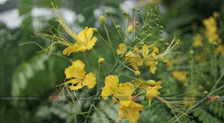 রাধাচূড়া/ ছবি: হোসাইন মোহাম্মদ সাগর