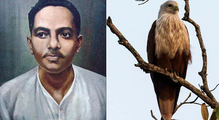 জীবনানন্দ দাশ ও তার প্রিয় পাখি শঙ্খচিল। ছবি: বাংলানিউজ