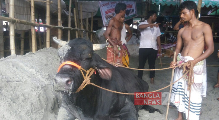 গরমে অসুস্থ হয়ে পড়েছে একটি গরু। ছবি: বাংলানিউজ