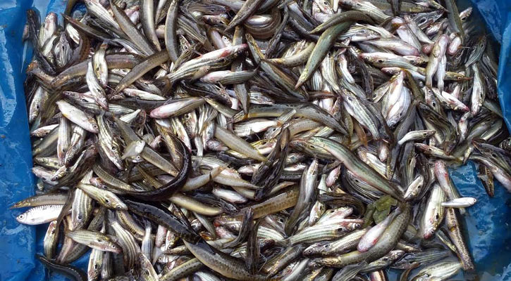 হালতিবিলে মাছ উৎপাদনের লক্ষ্যমাত্রা ৪২০০ মেট্রিক টন