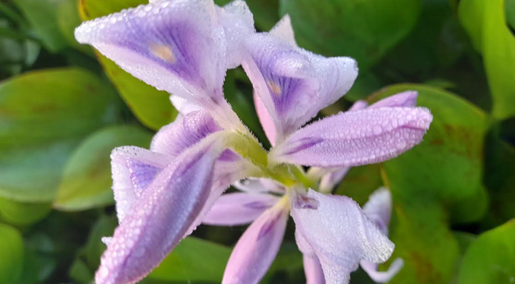 কচুরিপানা ফুল