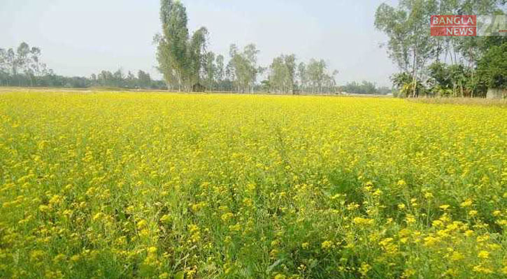 হলুদ আভা ছড়াচ্ছে দিগন্ত জোড়া সরিষা ক্ষেত