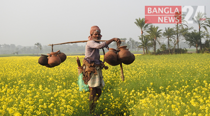 মাগুরায় খেজুরের রস সংগ্রহে ব্যস্ত গাছিরা