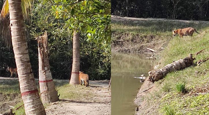 অফিসের চারপাশে ঘুরছে ৩ বাঘ, আতঙ্কে বনরক্ষীরা