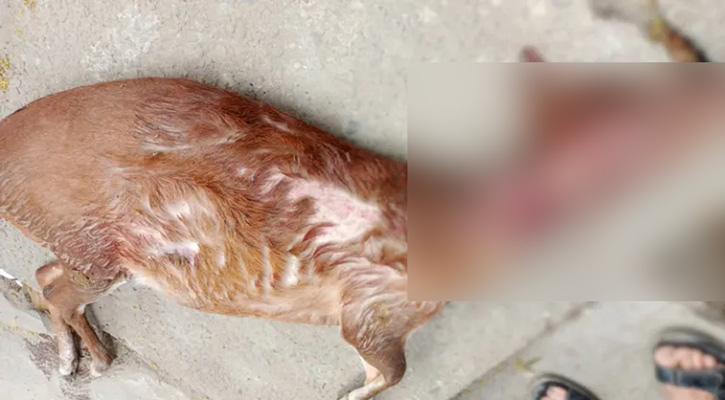 ট্রেনের ইঞ্জিনরুমে মিলল গলাকাটা ‘মায়া হরিণ’