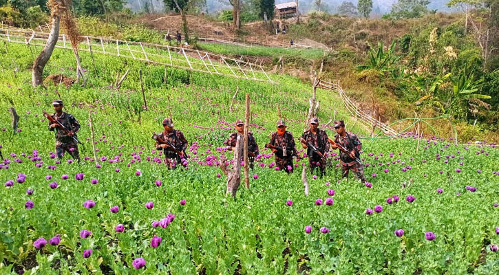 বান্দরবানে ৫০ একর পপিক্ষেত ধবংস করলো বিজিবি