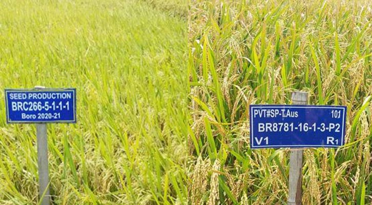 অনুমোদন পেল নতুন উফশী ধানের দুটি জাত