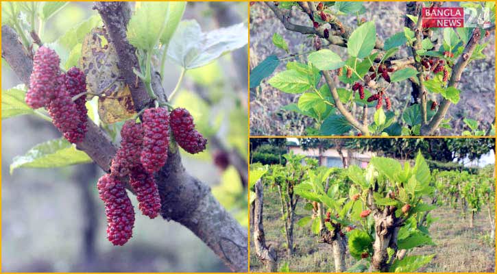 হারিয়ে যাচ্ছে ক্যানসার-ডায়াবেটিস প্রতিরোধী তুঁতফল