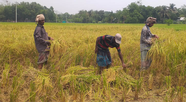 কুমিল্লায় নতুন জাতের ধান, খরচ কম ফলন বেশি