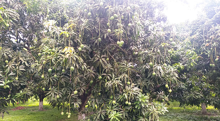 এবার সাতক্ষীরায় ২২৫ কোটি টাকার আম বিক্রির সম্ভাবনা