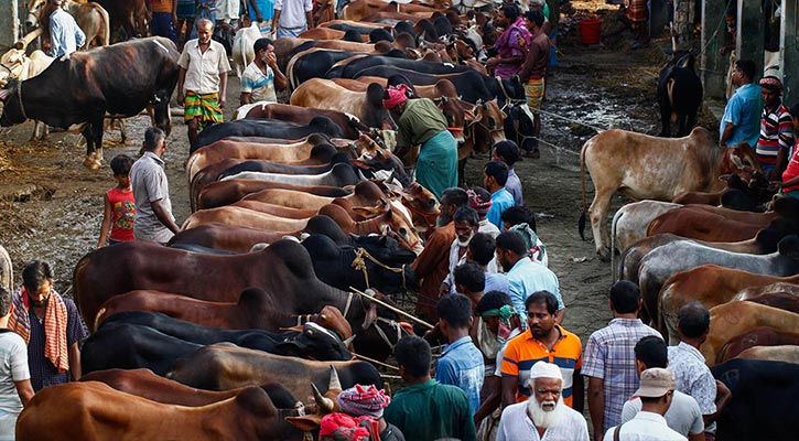 কোরবানির পশুর হাটে হাসিল আদায় বন্ধ চেয়ে রিট