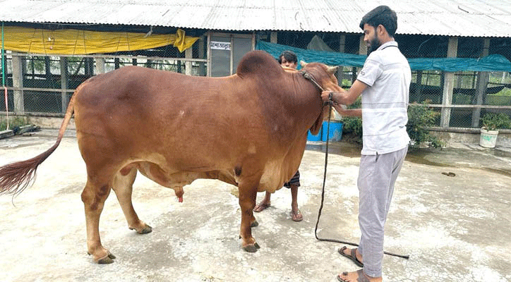 দিনে ৩৭ কেজি খাবার খায় ষাঁড়