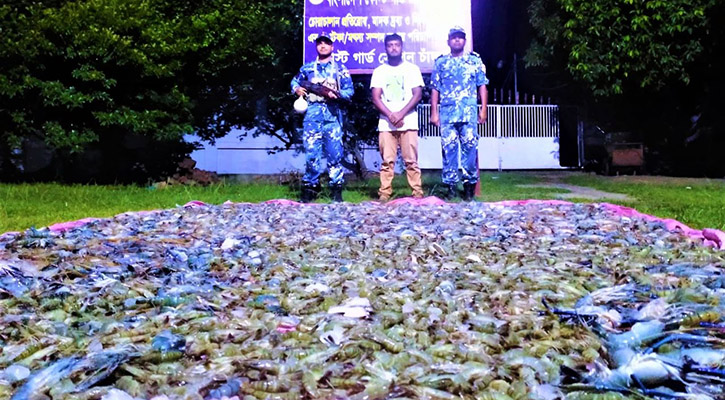 চাঁদপুরে ১৫০০ কেজি জেলিযুক্ত চিংড়ি জব্দ
