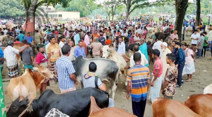 কোরবানির হাটে দালালের দৌরাত্ম্য, ঠকছেন ক্রেতা-বিক্রেতারা