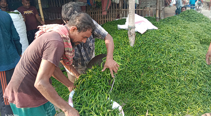 মেহেরপুরে কাঁচা মরিচের কেজি ৩০০ টাকা