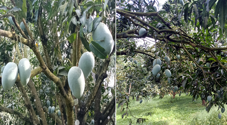 জিআই স্বীকৃতি পেল চাঁপাইনবাবগঞ্জের ল্যাংড়া ও আশ্বিনা আম