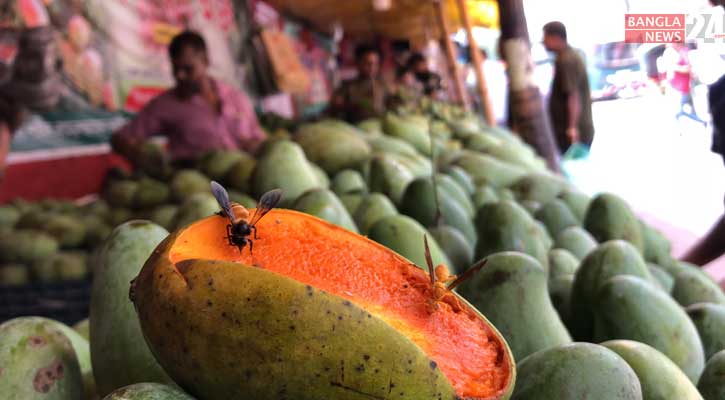 দাম বেশি, ক্রেতা কম রাজশাহীর আম বাজারে