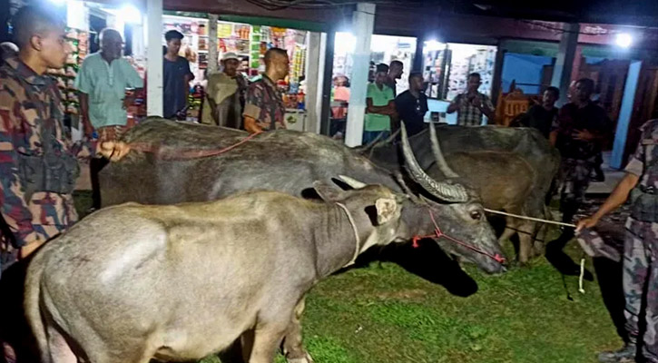 চা বাগানে মিলল ১২ লাখ টাকা মূল্যের মহিষ