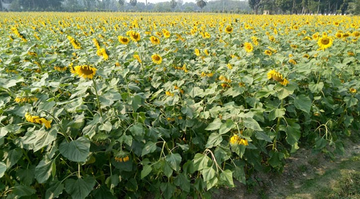 ১০ রবিশস্যের উৎপাদন বাড়াতে ১৮৯ কোটি টাকা প্রণোদনা