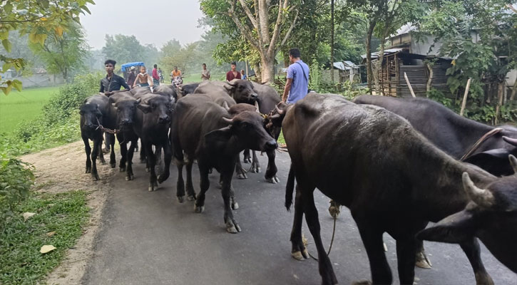 ২১ চোরাই মহিষ নিয়ে বিপাকে হালুয়াঘাট থানা পুলিশ