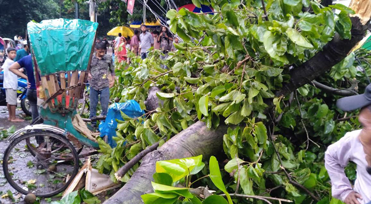 ঢাবির টিএসসিতে গাছ পড়ে রিকশাচালক নিহত