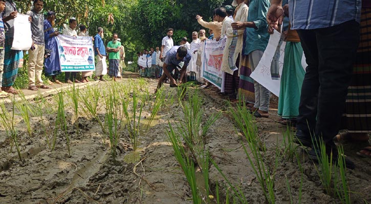 কাঁচা রাস্তায় ধানের চারা লাগিয়ে প্রতিবাদ 