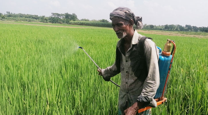 মেহেরপুরে আমন ক্ষেতে পোকার আক্রমণ, দিশেহারা কৃষক