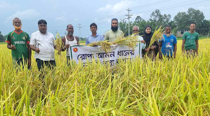 নীলফামারীতে আগাম আমন ধানের নমুনা শস্য কর্তন