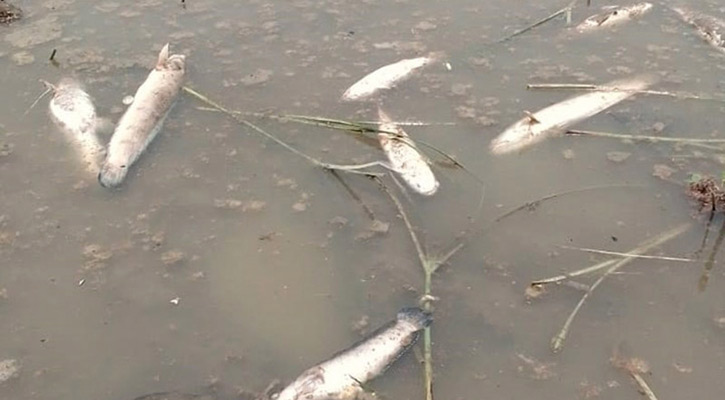 নদীতে বিষক্রিয়া, হুমকির মুখে মিঠা পানির মাছ