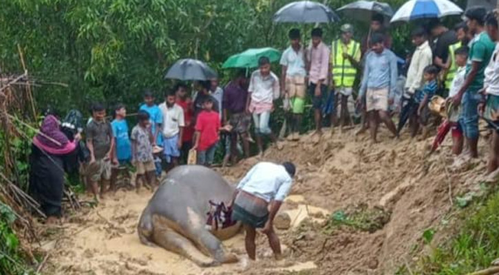 রামুর গহীন পাহাড়ে মিলল মৃত হাতি