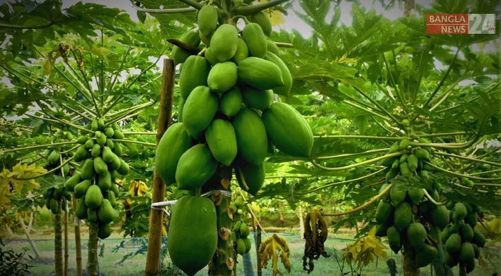 সিংগাইরে ১৫০ কোটি টাকার পেঁপে বিক্রির সম্ভাবনা