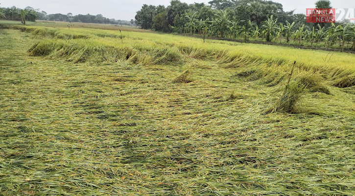 অতিবৃষ্টিতে আমন ধান ও সবজির ক্ষয়ক্ষতি