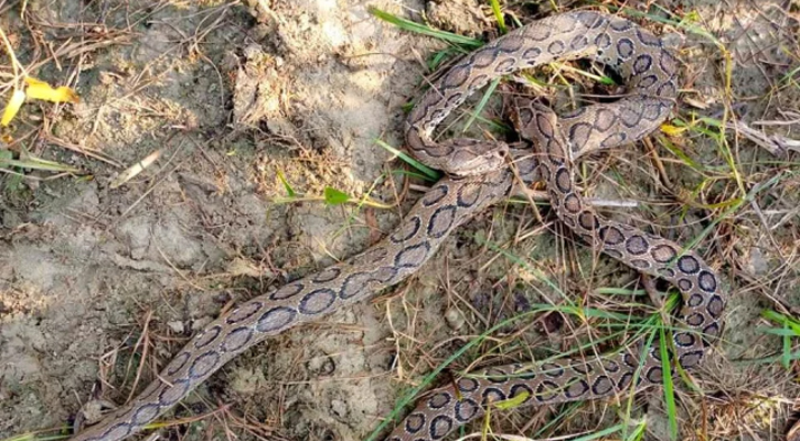 দুটি রাসেল ভাইপার পিটিয়ে মারল এলাকাবাসী