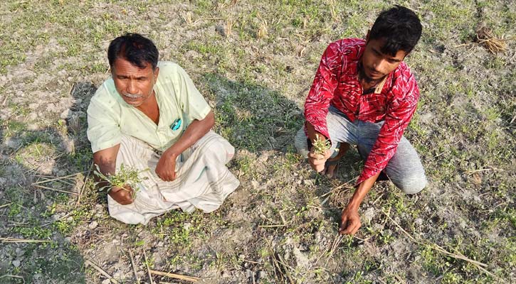 সৈয়দপুরে বিষ দিয়ে সরিষা ক্ষেত নষ্ট করার অভিযোগ