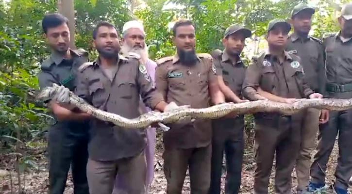 কাপ্তাই ন্যাশনাল পার্কে অজগর অবমুক্ত