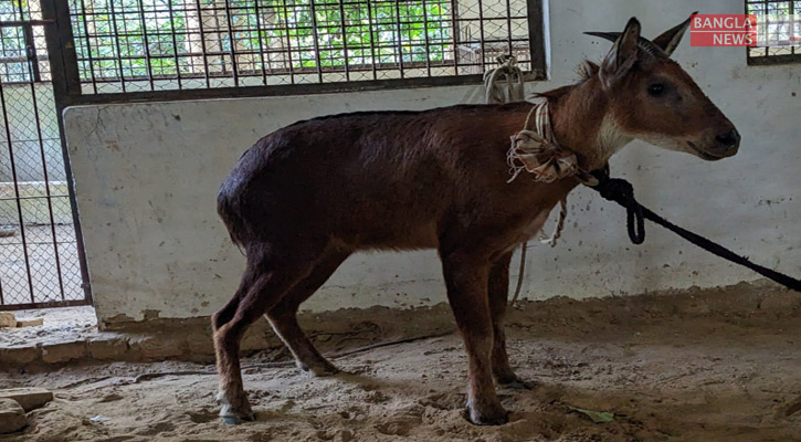 জানকিছড়া রেসকিউ সেন্টারে থাকা ‘বনছাগল’। ছবি: বাংলানিউজ