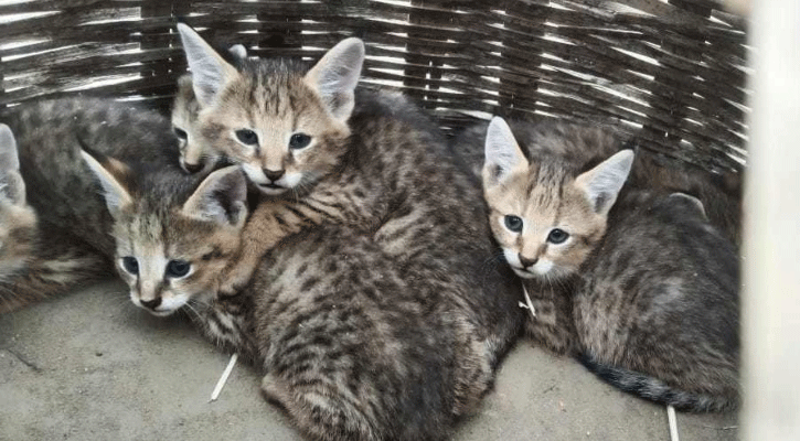 মেছো বিড়ালের ৬ শাবকের নিয়ে গেল বনবিভাগ