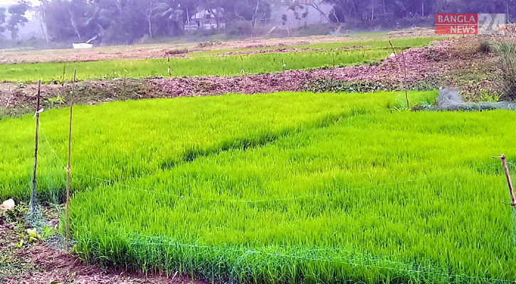 চাঁদপুরে কুয়াশায় বোরো বীজতলার ক্ষতির আশঙ্কা