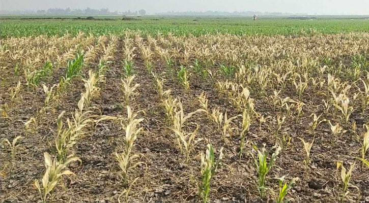 মাদরাসার সাড়ে ৮ বিঘা জমির সরিষা ও ভুট্টা পুড়িয়ে নষ্টের অভিযোগ