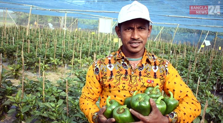 ক্যাপসিকাম চাষে স্বাবলম্বী সবুজ, ৭ লাখ টাকা লাভের আশা